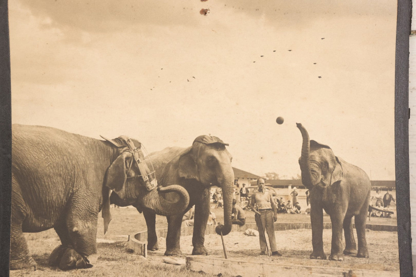Lot 142 - Vintage Press Photograph “Sock 'At Ol' Apple!” By M. J. Ackerman For Acme News Pictures, Depicting Circus Elephants Playing Baseball With Trainer