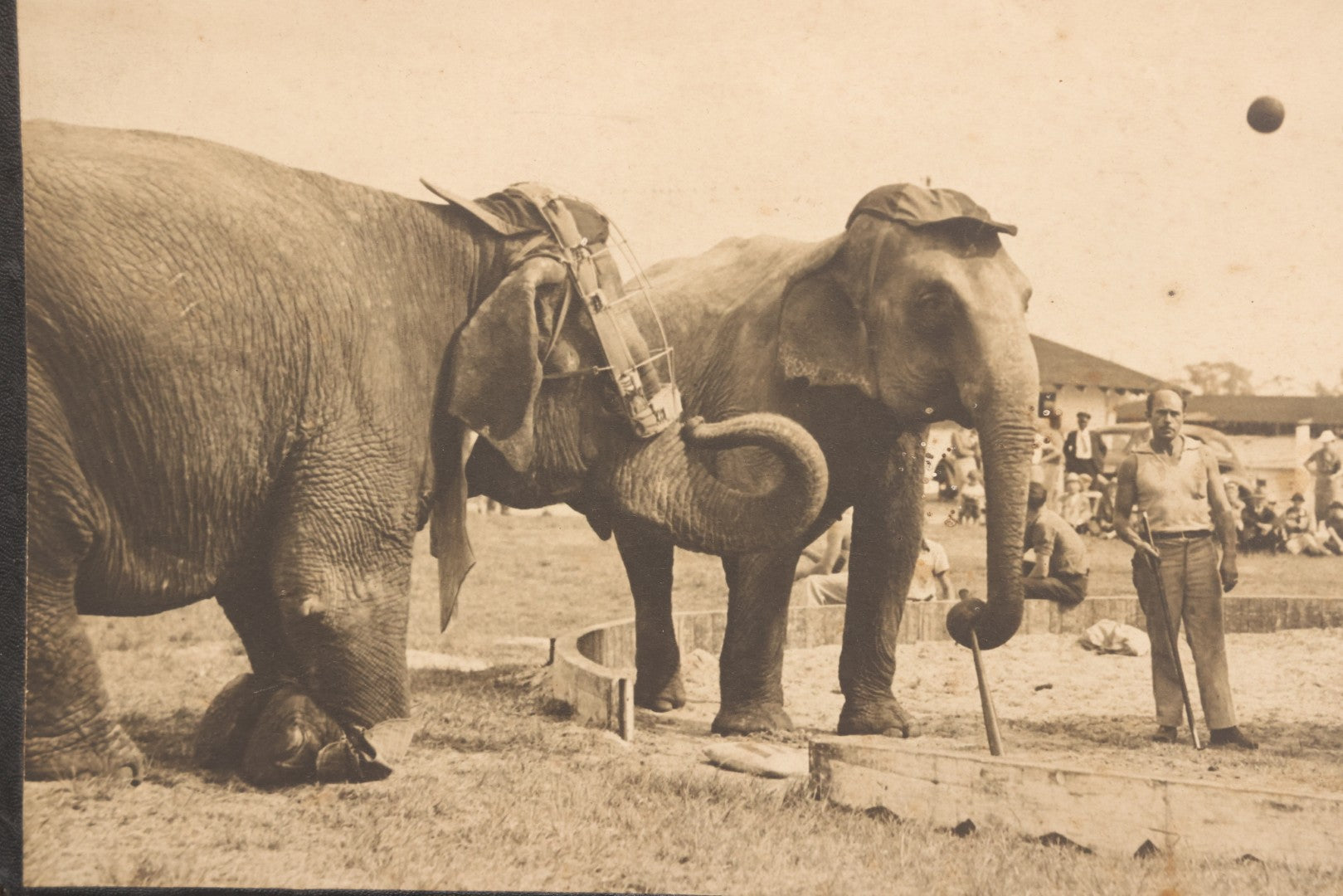 Lot 142 - Vintage Press Photograph “Sock 'At Ol' Apple!” By M. J. Ackerman For Acme News Pictures, Depicting Circus Elephants Playing Baseball With Trainer