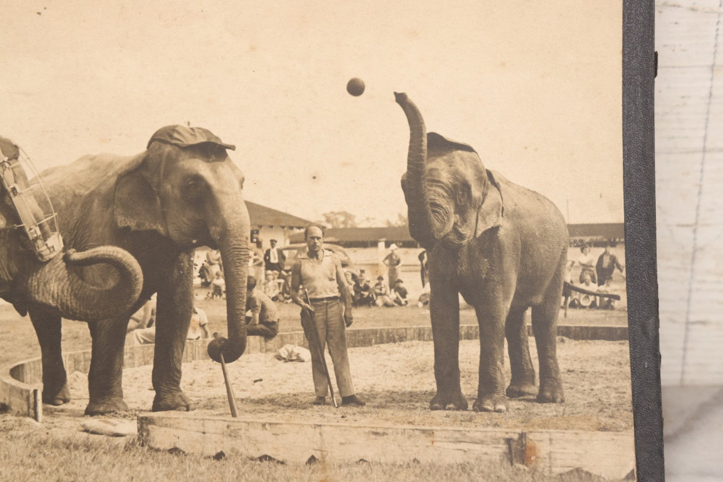 Lot 142 - Vintage Press Photograph “Sock 'At Ol' Apple!” By M. J. Ackerman For Acme News Pictures, Depicting Circus Elephants Playing Baseball With Trainer
