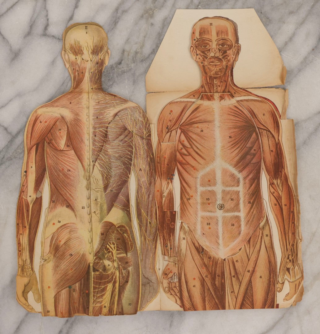 Lot 169 - Pair Of Antique Paper Medical Manikins With Layered Internal Anatomy Of Man And Woman