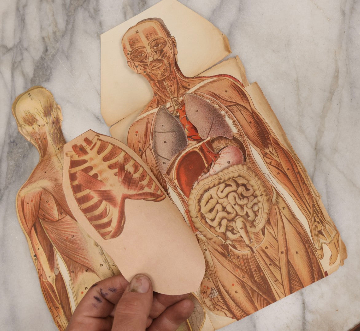 Lot 169 - Pair Of Antique Paper Medical Manikins With Layered Internal Anatomy Of Man And Woman