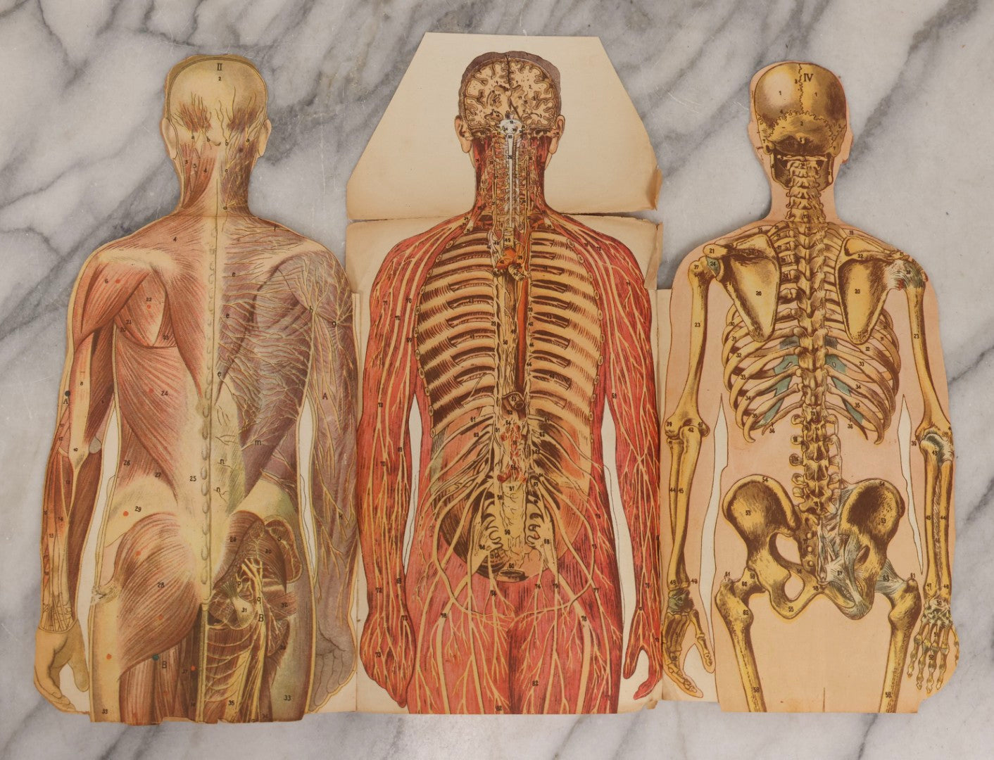 Lot 169 - Pair Of Antique Paper Medical Manikins With Layered Internal Anatomy Of Man And Woman