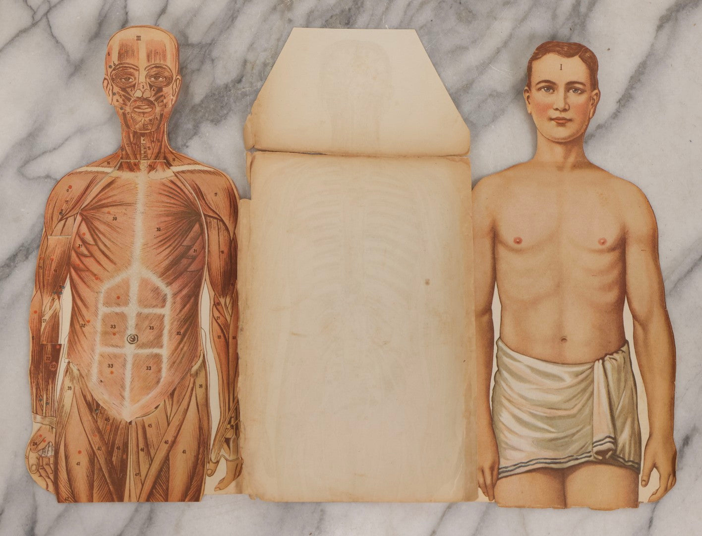 Lot 169 - Pair Of Antique Paper Medical Manikins With Layered Internal Anatomy Of Man And Woman