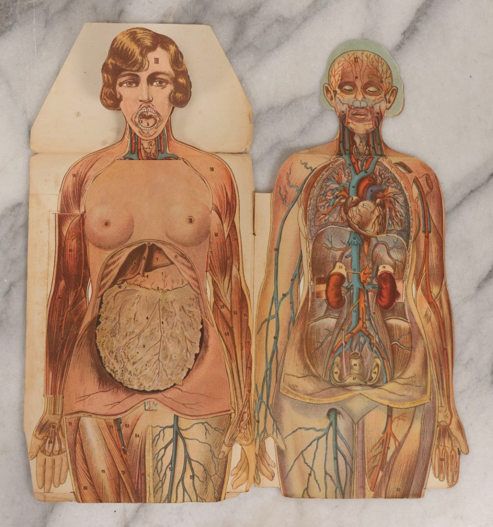 Lot 169 - Pair Of Antique Paper Medical Manikins With Layered Internal Anatomy Of Man And Woman