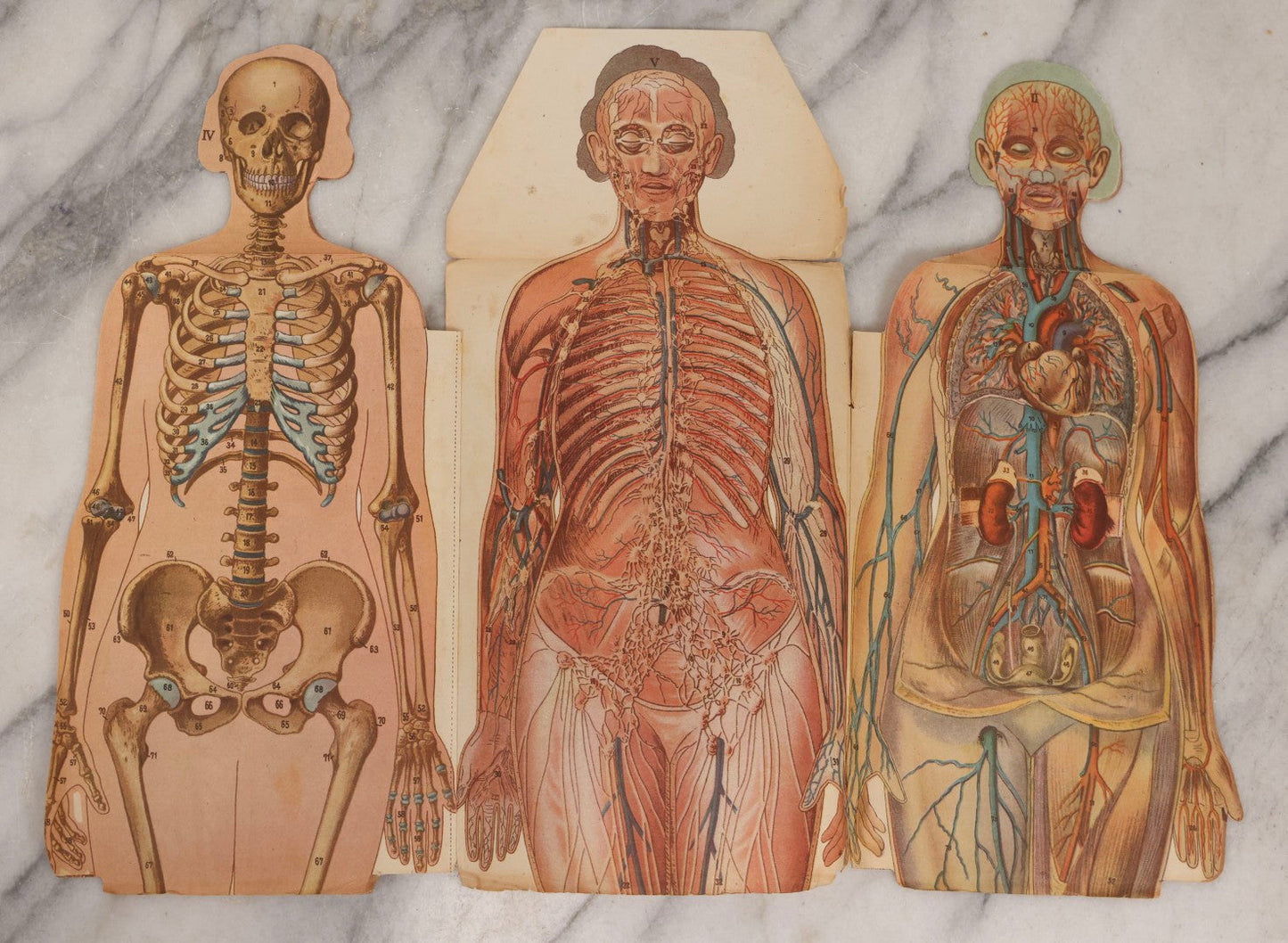 Lot 169 - Pair Of Antique Paper Medical Manikins With Layered Internal Anatomy Of Man And Woman