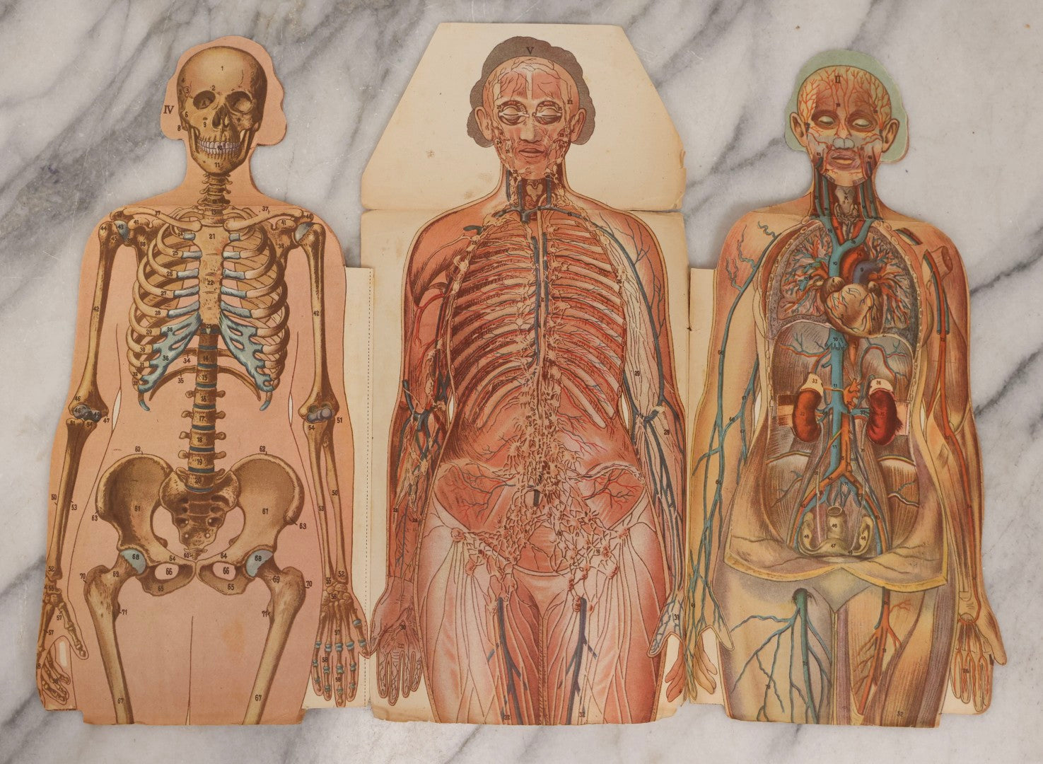 Lot 169 - Pair Of Antique Paper Medical Manikins With Layered Internal Anatomy Of Man And Woman