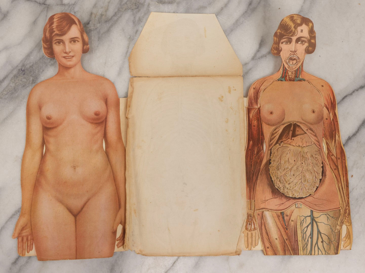 Lot 169 - Pair Of Antique Paper Medical Manikins With Layered Internal Anatomy Of Man And Woman