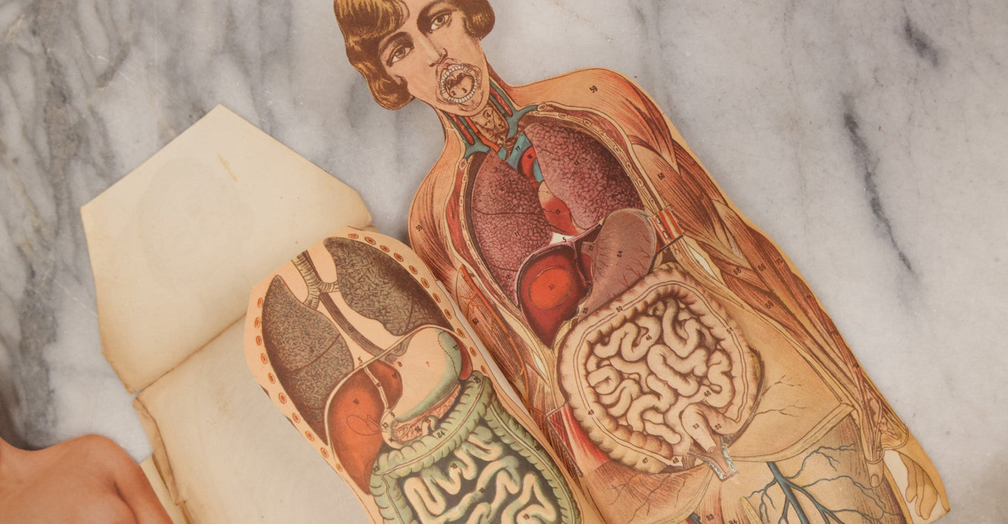 Lot 169 - Pair Of Antique Paper Medical Manikins With Layered Internal Anatomy Of Man And Woman