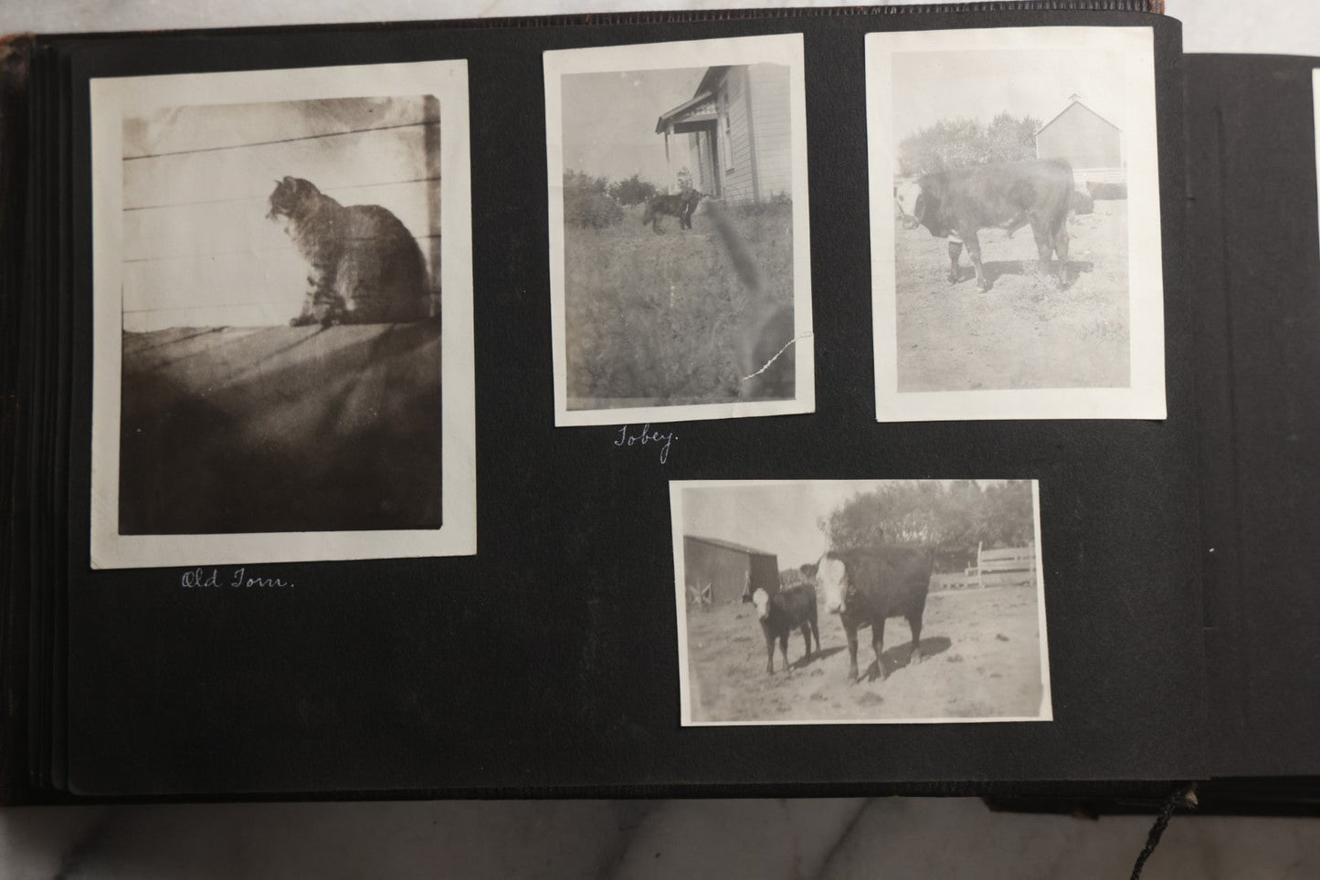 Lot 025 - Antique Snapshot Photo Album Gifted To Zella On Christmas 1916 With 1750+ Photos Of Midwest And Western Scenes Including Telluride & Greeley Colorado, Farm Life, Animals, Automobiles, Oil Wells, Early Aviation, And WWI Soldiers, 1916–1920