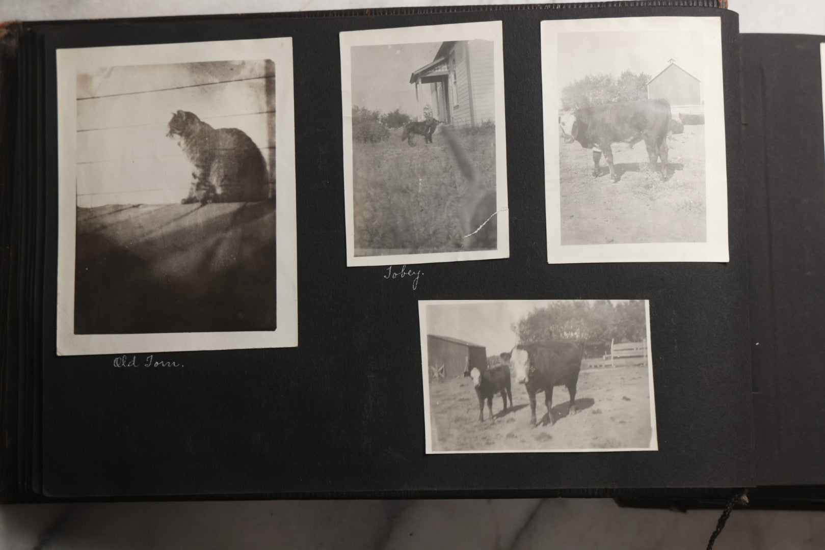 Lot 025 - Antique Snapshot Photo Album Gifted To Zella On Christmas 1916 With 1750+ Photos Of Midwest And Western Scenes Including Telluride & Greeley Colorado, Farm Life, Animals, Automobiles, Oil Wells, Early Aviation, And WWI Soldiers, 1916–1920
