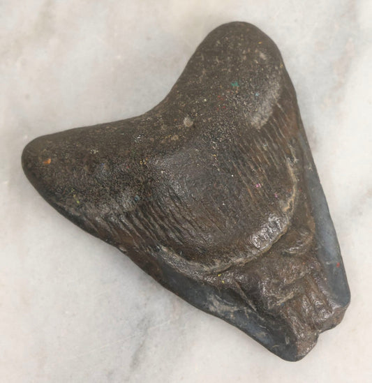 Lot 061 - Fossil Megatooth Shark Tooth, 3" Total Length