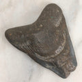 Lot 061 - Fossil Megatooth Shark Tooth, 3" Total Length