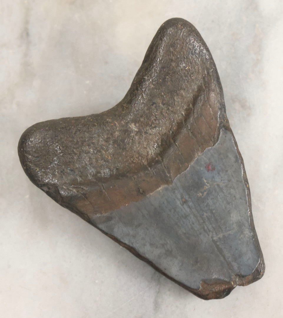 Lot 061 - Fossil Megatooth Shark Tooth, 3" Total Length