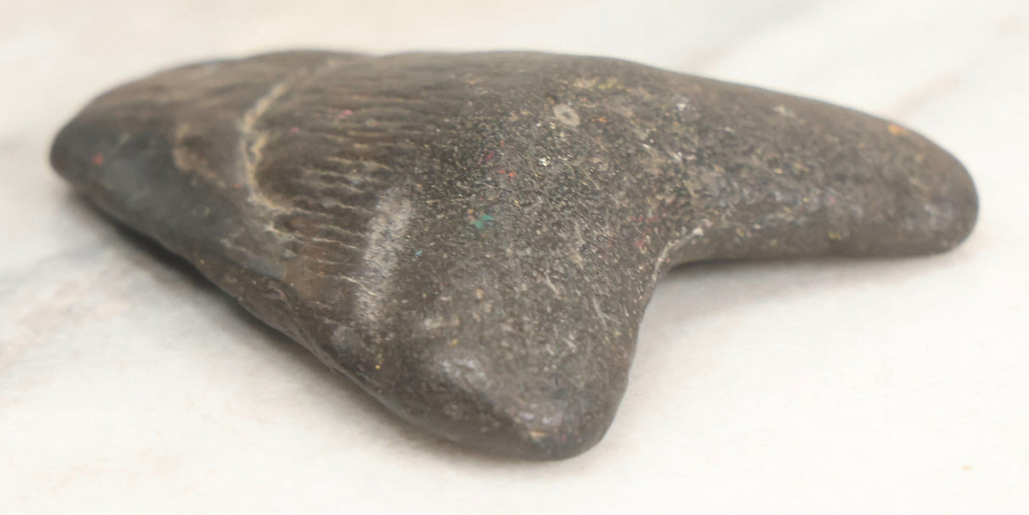 Lot 061 - Fossil Megatooth Shark Tooth, 3" Total Length