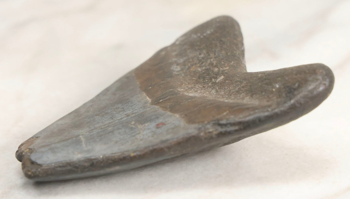 Lot 061 - Fossil Megatooth Shark Tooth, 3" Total Length