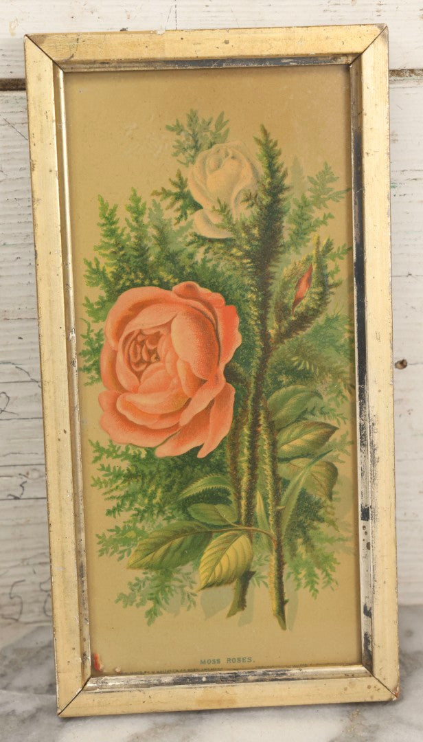 Lot 062 - Pair Of Antique Chromolithograph Floral Prints Of Moss Roses And Calla Lilies In Matching Narrow Gold-Painted Wood Frames With Original Wood Backs