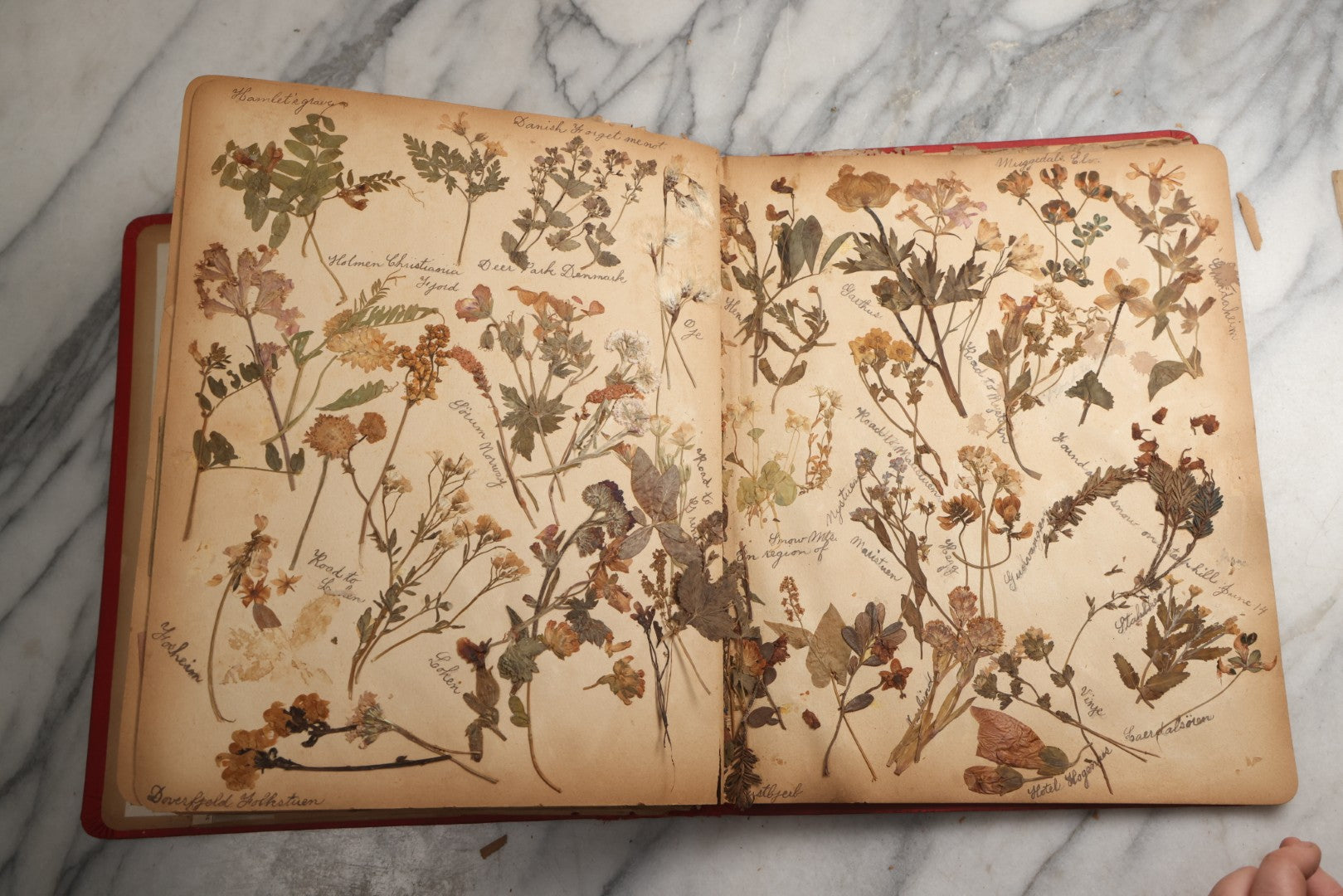 Lot 079 - Antique Red Scrapbook Album With Silver Painted Embossed Decorations, Hamburg, Stockholm, Paris, England, Stratford-On-Avon, Scotland, Liverpool Ephemera, Two Full Spreads Homemade Herbarium, Circa 1896