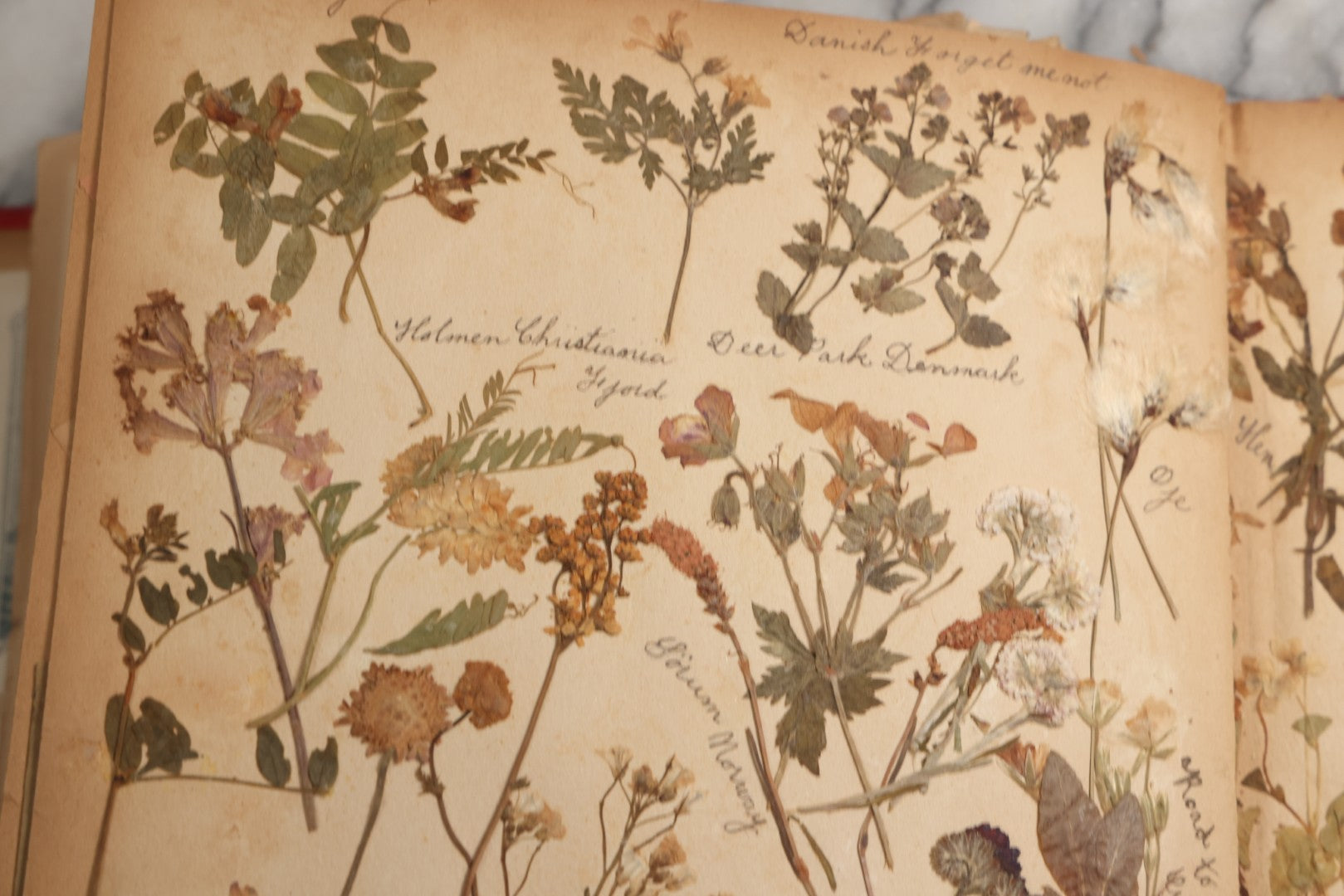 Lot 079 - Antique Red Scrapbook Album With Silver Painted Embossed Decorations, Hamburg, Stockholm, Paris, England, Stratford-On-Avon, Scotland, Liverpool Ephemera, Two Full Spreads Homemade Herbarium, Circa 1896