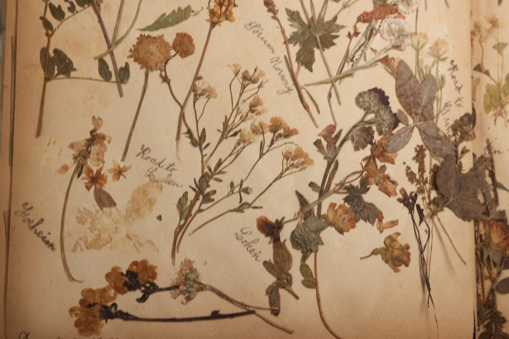 Lot 079 - Antique Red Scrapbook Album With Silver Painted Embossed Decorations, Hamburg, Stockholm, Paris, England, Stratford-On-Avon, Scotland, Liverpool Ephemera, Two Full Spreads Homemade Herbarium, Circa 1896