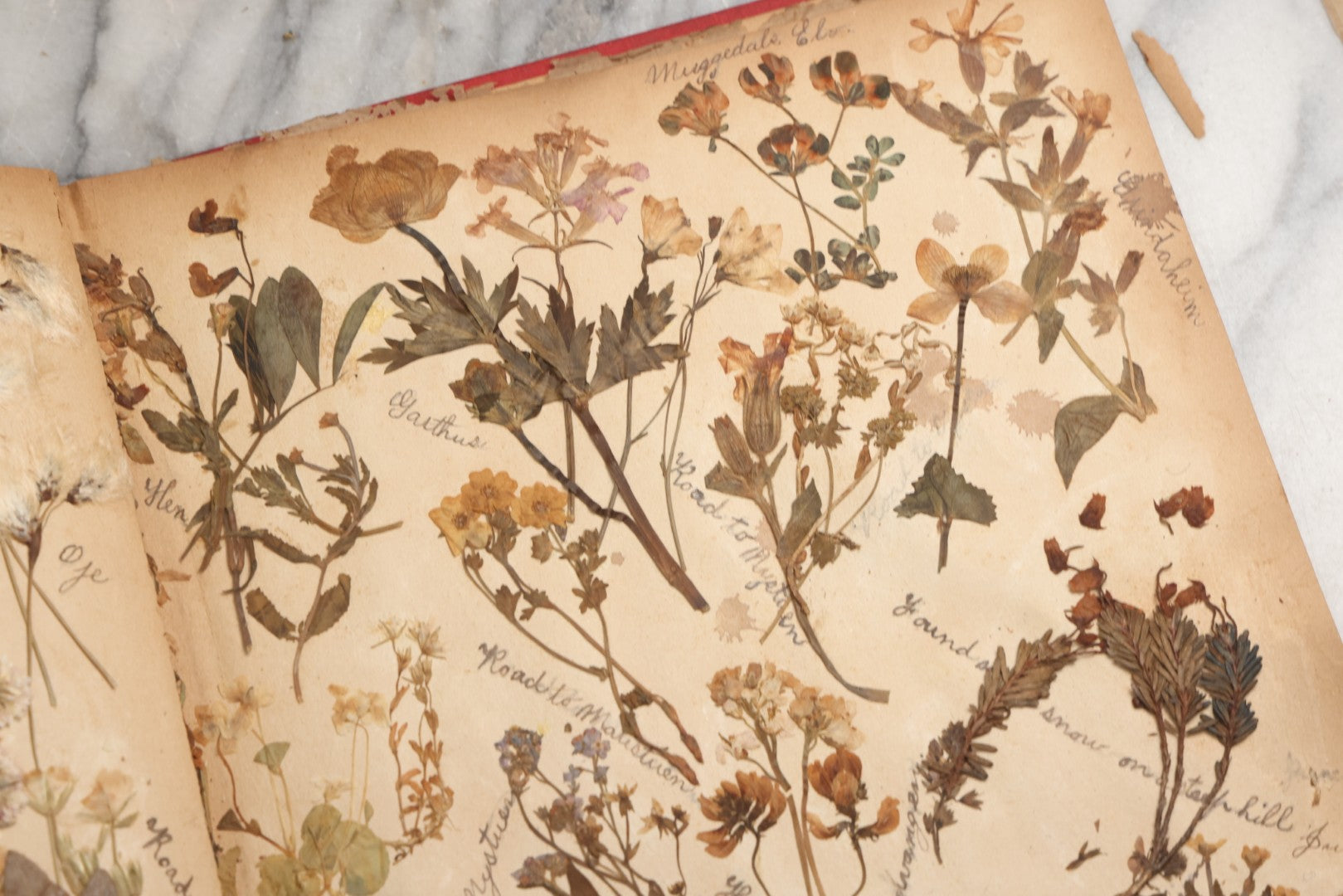 Lot 079 - Antique Red Scrapbook Album With Silver Painted Embossed Decorations, Hamburg, Stockholm, Paris, England, Stratford-On-Avon, Scotland, Liverpool Ephemera, Two Full Spreads Homemade Herbarium, Circa 1896