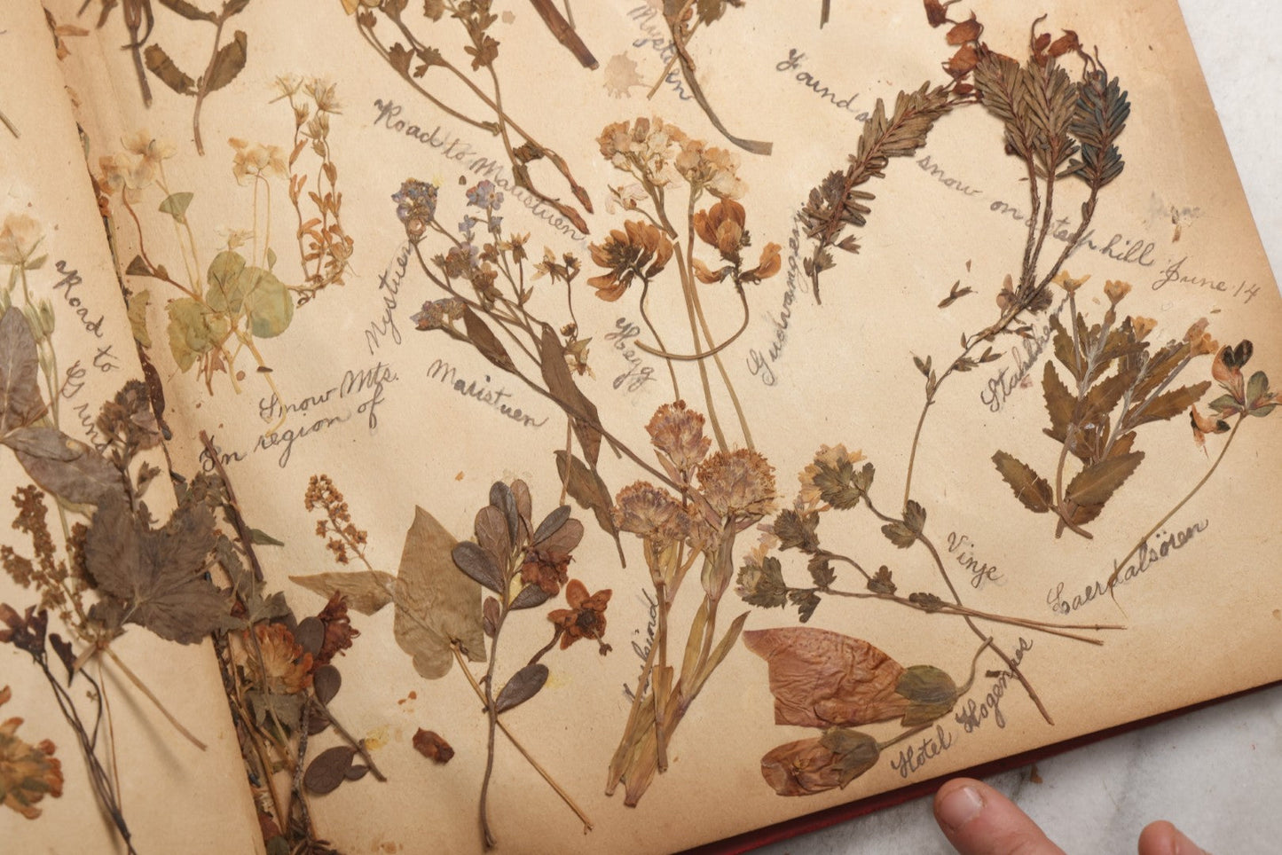 Lot 079 - Antique Red Scrapbook Album With Silver Painted Embossed Decorations, Hamburg, Stockholm, Paris, England, Stratford-On-Avon, Scotland, Liverpool Ephemera, Two Full Spreads Homemade Herbarium, Circa 1896