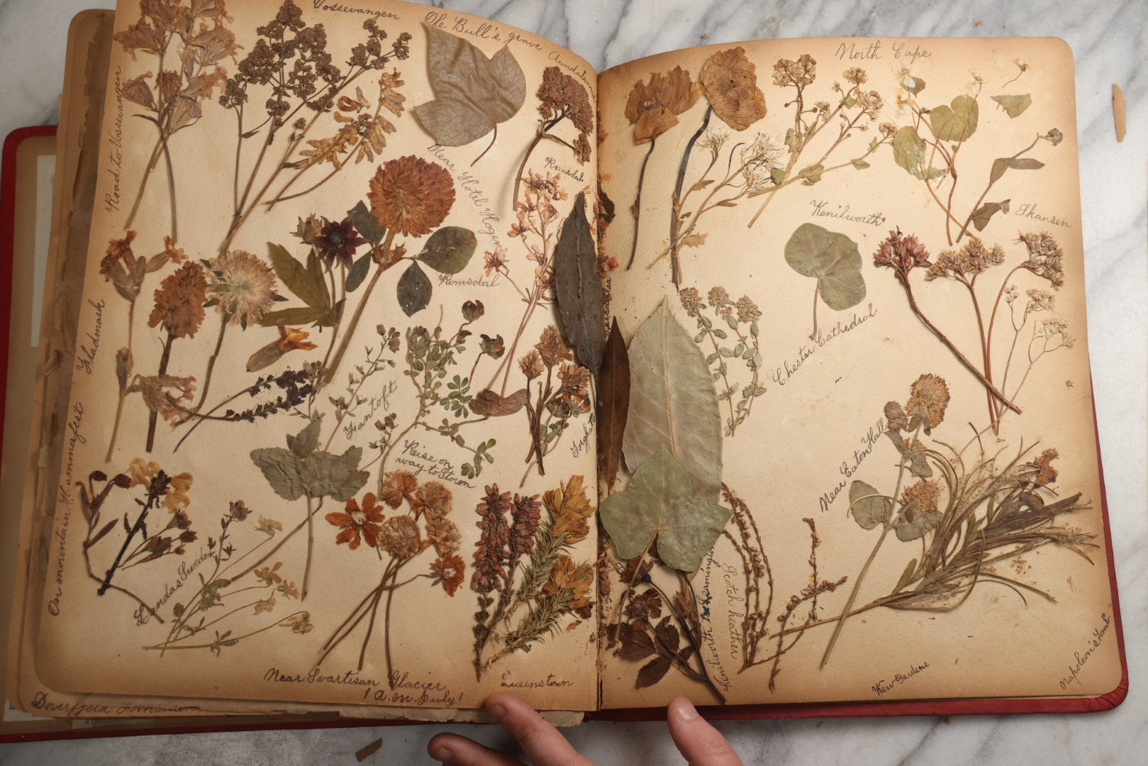 Lot 079 - Antique Red Scrapbook Album With Silver Painted Embossed Decorations, Hamburg, Stockholm, Paris, England, Stratford-On-Avon, Scotland, Liverpool Ephemera, Two Full Spreads Homemade Herbarium, Circa 1896