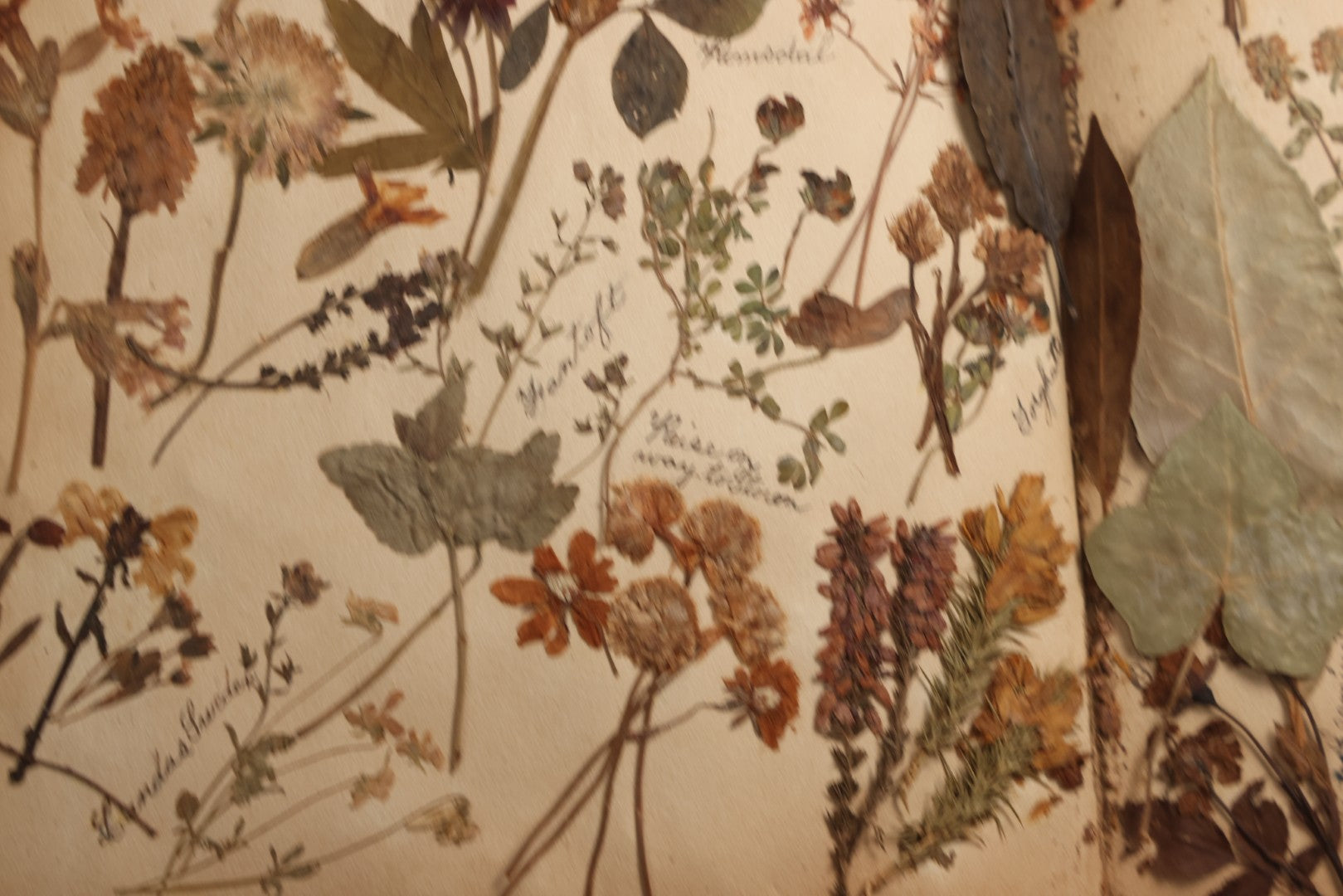 Lot 079 - Antique Red Scrapbook Album With Silver Painted Embossed Decorations, Hamburg, Stockholm, Paris, England, Stratford-On-Avon, Scotland, Liverpool Ephemera, Two Full Spreads Homemade Herbarium, Circa 1896