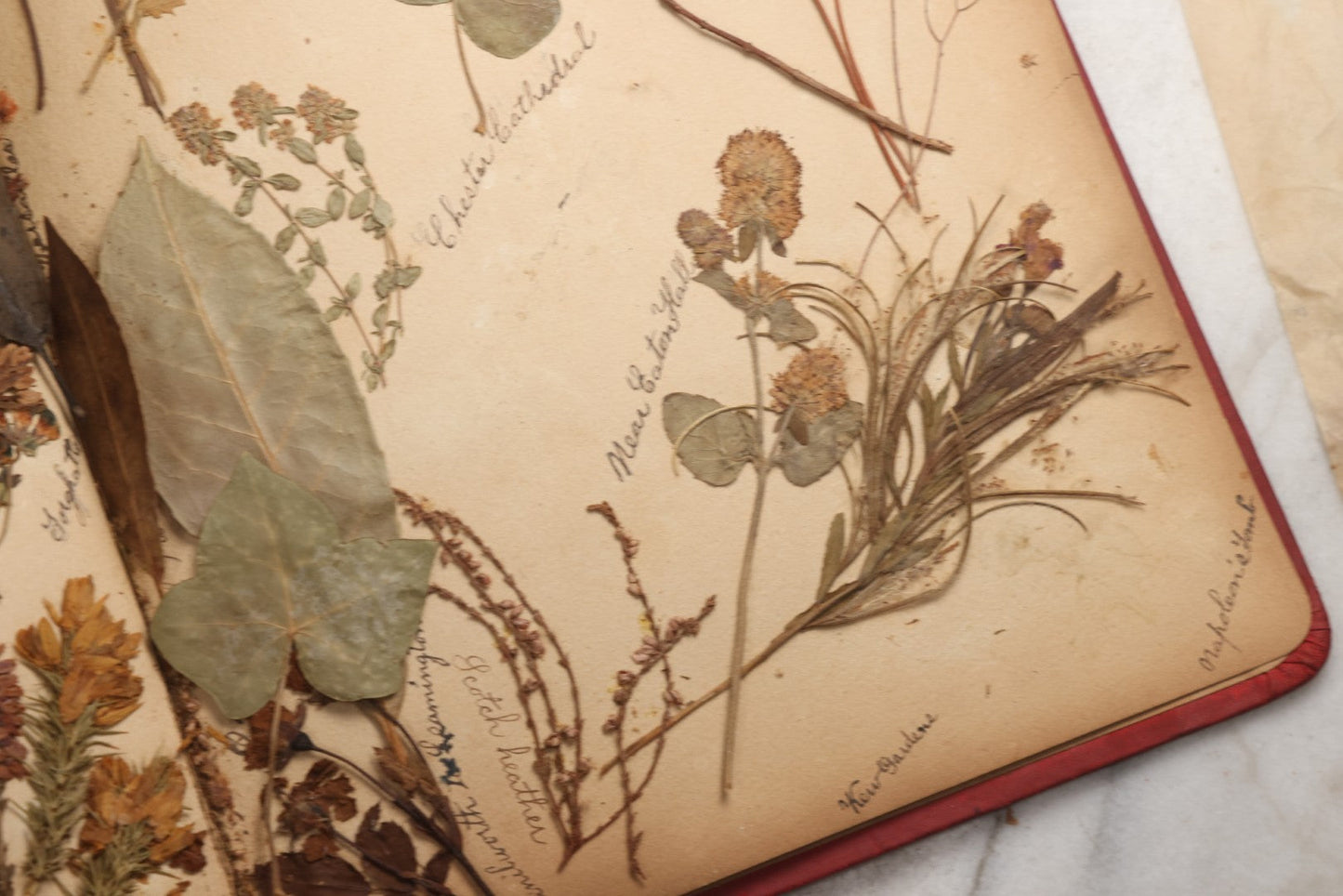 Lot 079 - Antique Red Scrapbook Album With Silver Painted Embossed Decorations, Hamburg, Stockholm, Paris, England, Stratford-On-Avon, Scotland, Liverpool Ephemera, Two Full Spreads Homemade Herbarium, Circa 1896