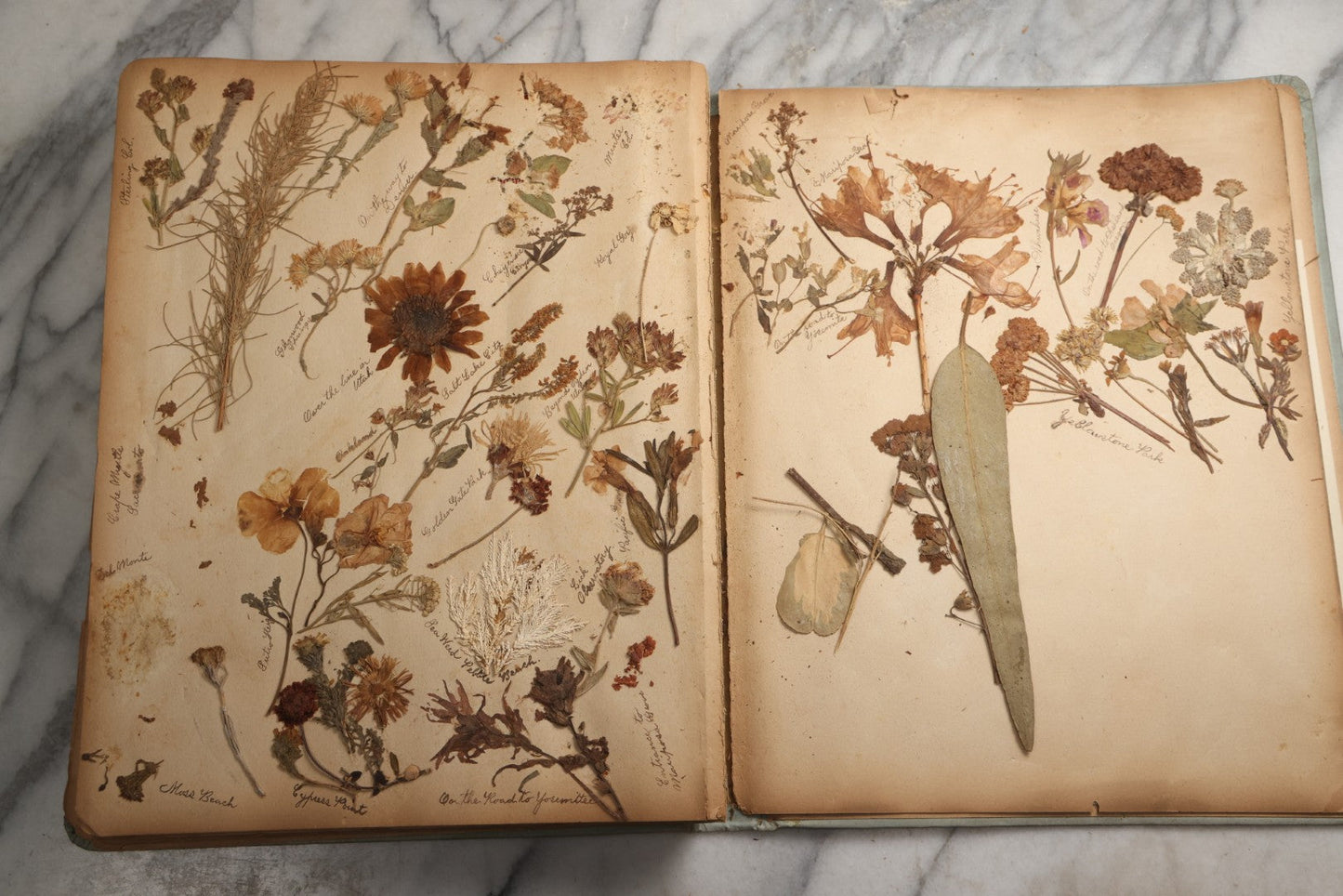 Lot 080 - Antique Light Blue Scrapbook Album With Silver Painted Embossed Decorations, California, San Francisco Chinatown, Oakland, Yosemite Ephemera, Homemade Herbarium With Location Captions Including Yellowstone Park And Utah, Circa 1897