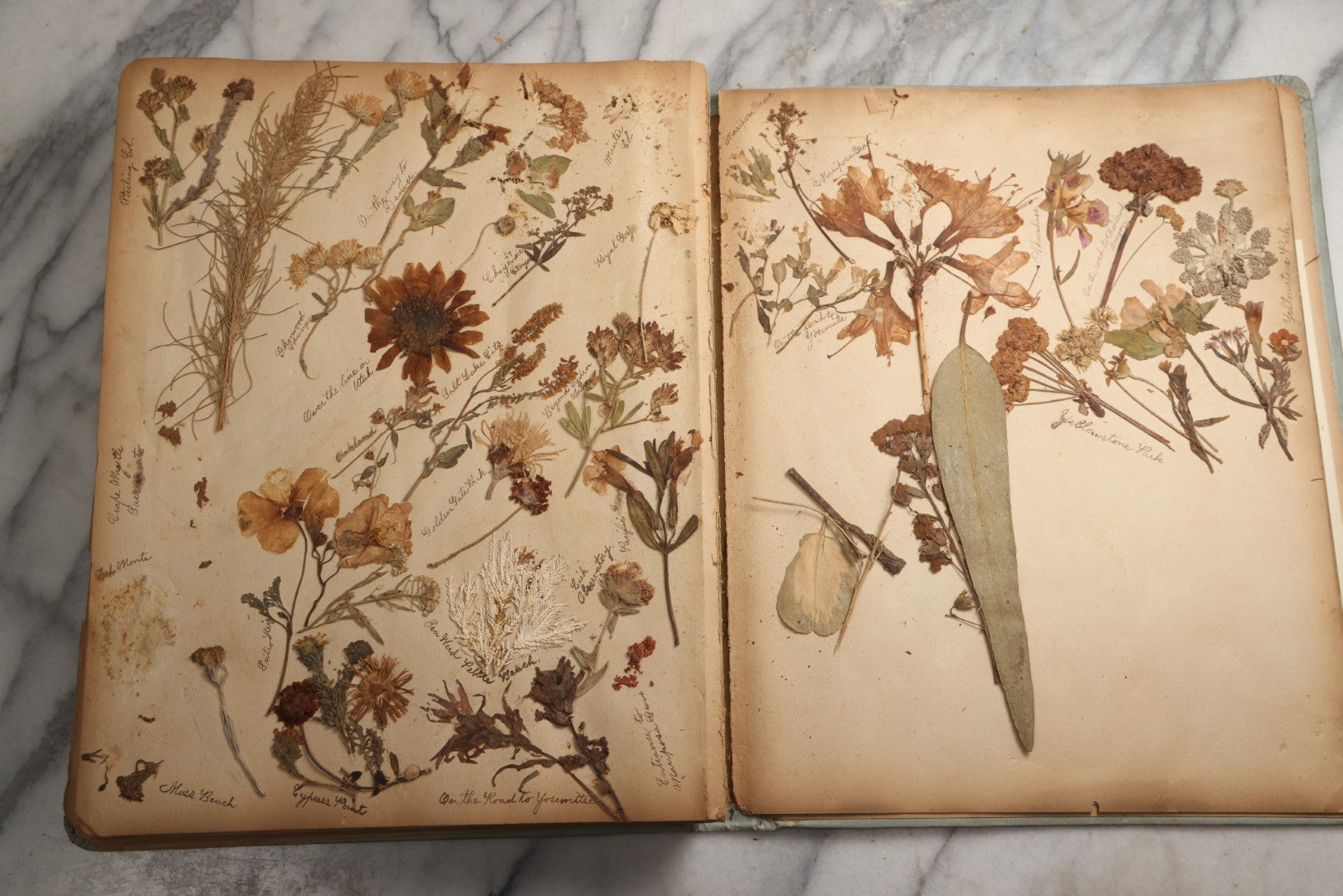 Lot 080 - Antique Light Blue Scrapbook Album With Silver Painted Embossed Decorations, California, San Francisco Chinatown, Oakland, Yosemite Ephemera, Homemade Herbarium With Location Captions Including Yellowstone Park And Utah, Circa 1897