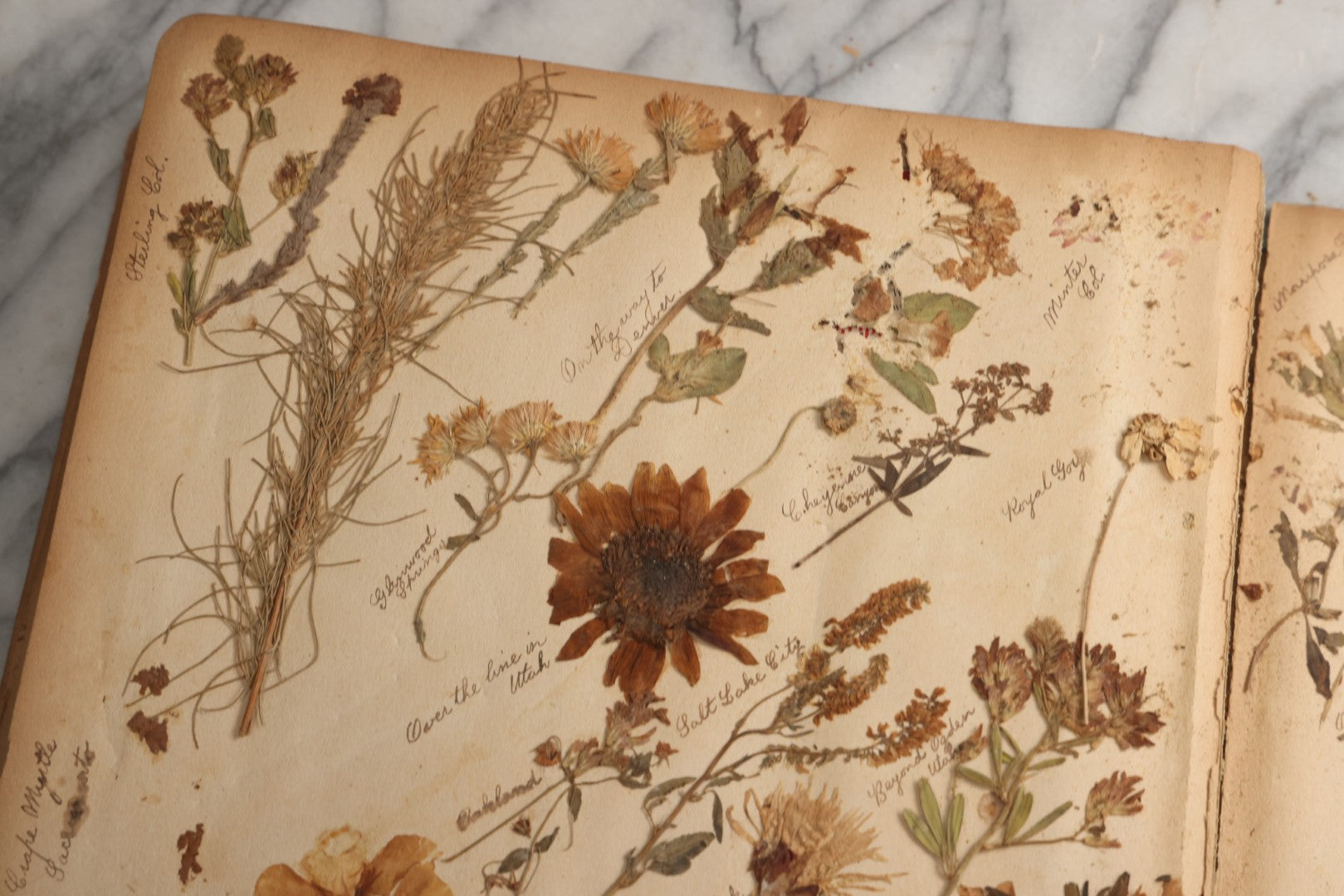 Lot 080 - Antique Light Blue Scrapbook Album With Silver Painted Embossed Decorations, California, San Francisco Chinatown, Oakland, Yosemite Ephemera, Homemade Herbarium With Location Captions Including Yellowstone Park And Utah, Circa 1897