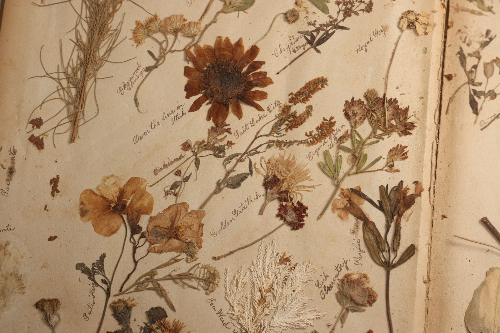 Lot 080 - Antique Light Blue Scrapbook Album With Silver Painted Embossed Decorations, California, San Francisco Chinatown, Oakland, Yosemite Ephemera, Homemade Herbarium With Location Captions Including Yellowstone Park And Utah, Circa 1897