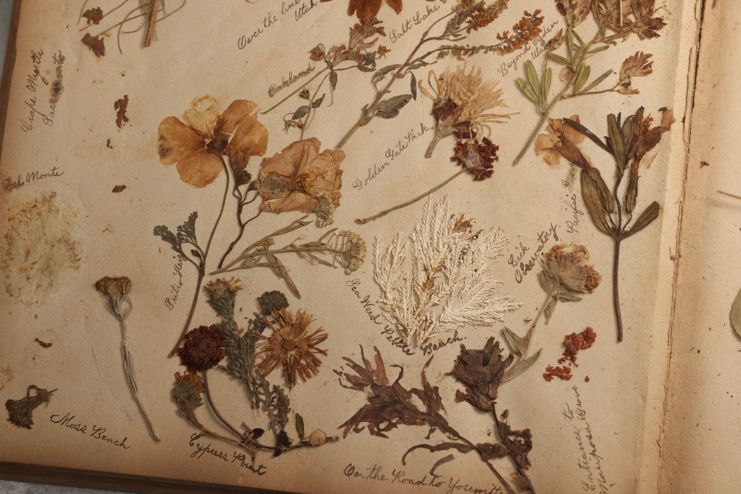 Lot 080 - Antique Light Blue Scrapbook Album With Silver Painted Embossed Decorations, California, San Francisco Chinatown, Oakland, Yosemite Ephemera, Homemade Herbarium With Location Captions Including Yellowstone Park And Utah, Circa 1897