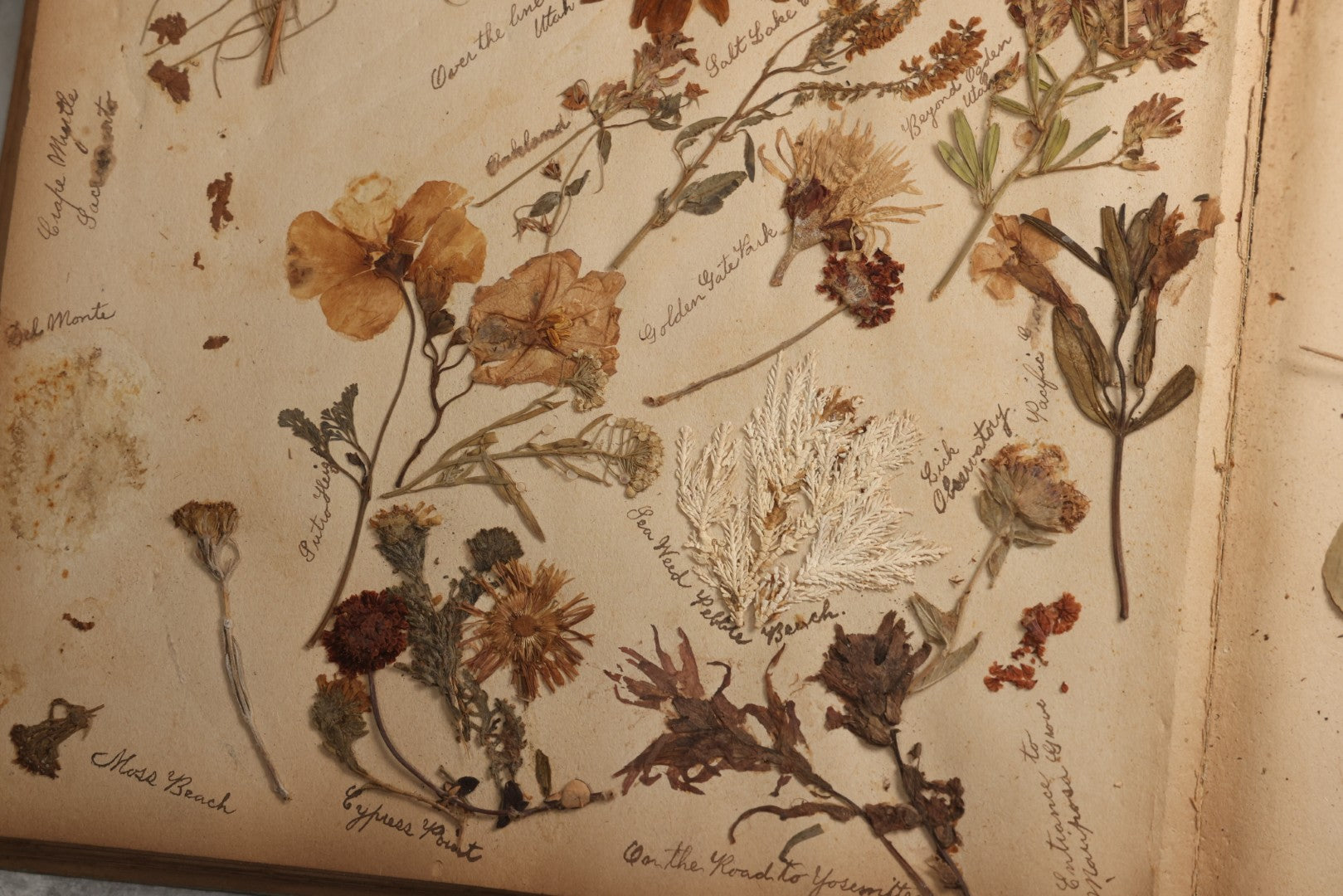 Lot 080 - Antique Light Blue Scrapbook Album With Silver Painted Embossed Decorations, California, San Francisco Chinatown, Oakland, Yosemite Ephemera, Homemade Herbarium With Location Captions Including Yellowstone Park And Utah, Circa 1897