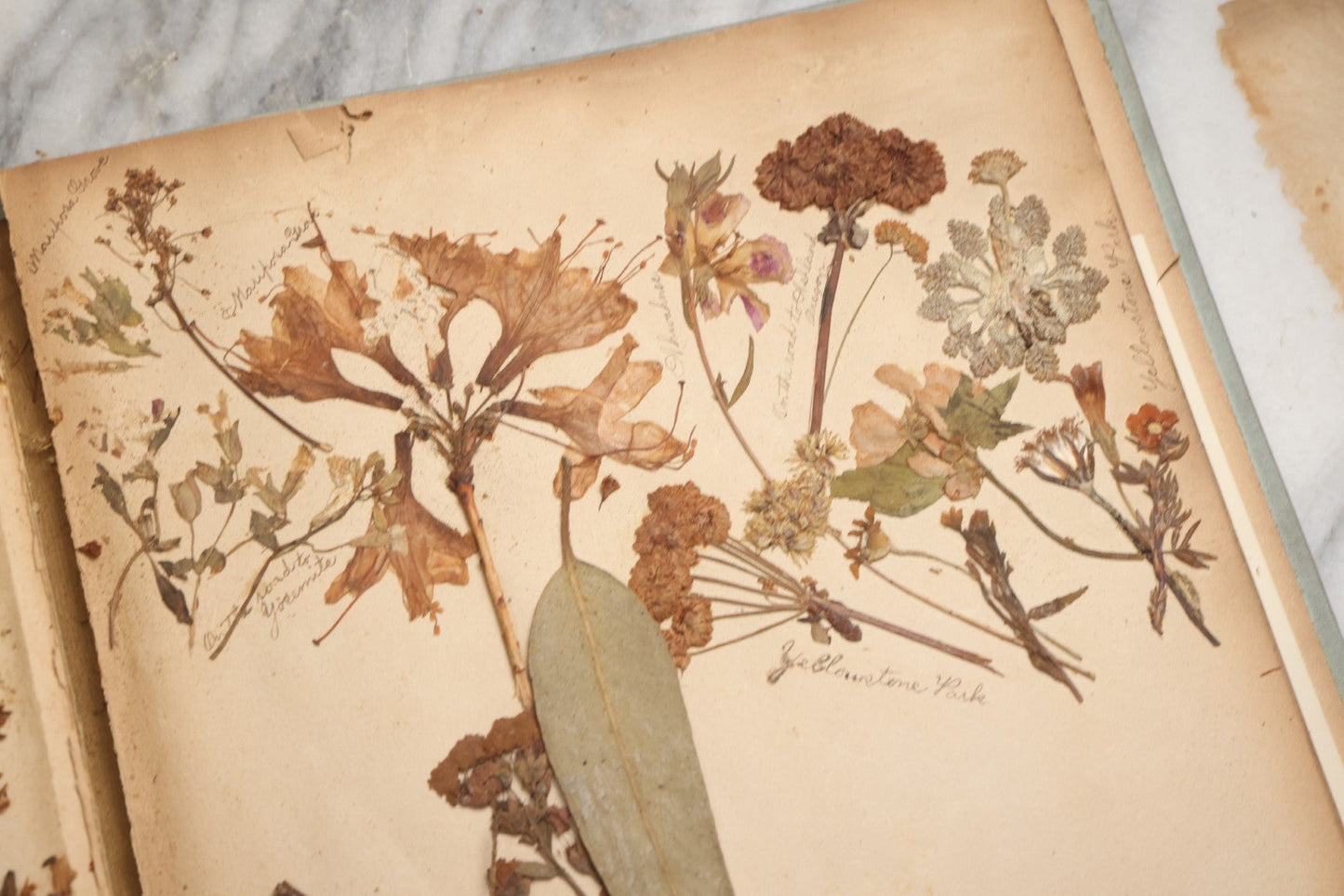 Lot 080 - Antique Light Blue Scrapbook Album With Silver Painted Embossed Decorations, California, San Francisco Chinatown, Oakland, Yosemite Ephemera, Homemade Herbarium With Location Captions Including Yellowstone Park And Utah, Circa 1897