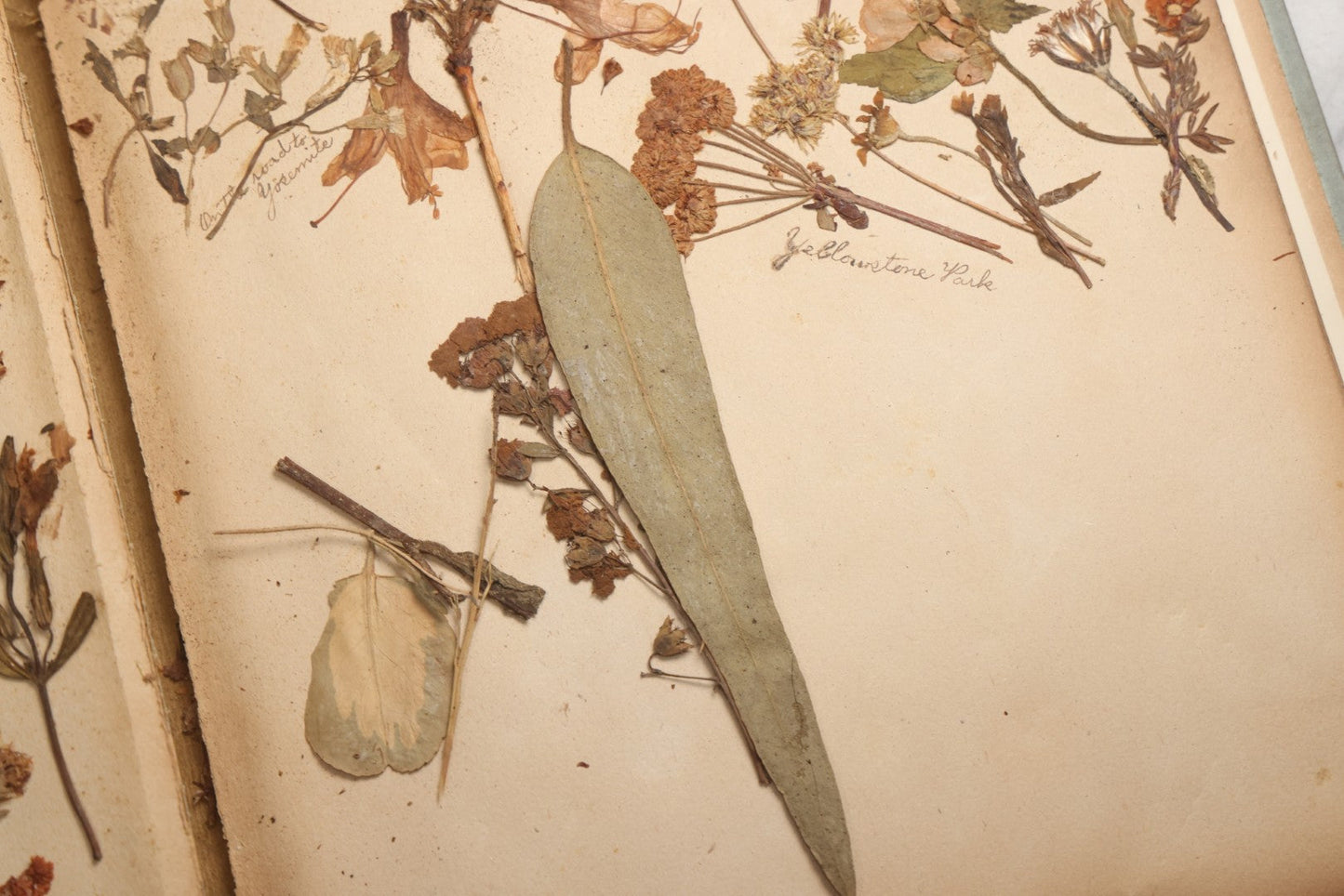 Lot 080 - Antique Light Blue Scrapbook Album With Silver Painted Embossed Decorations, California, San Francisco Chinatown, Oakland, Yosemite Ephemera, Homemade Herbarium With Location Captions Including Yellowstone Park And Utah, Circa 1897