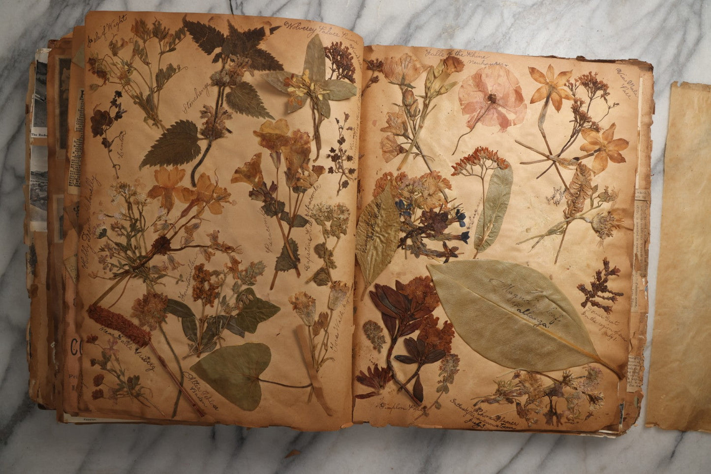 Lot 081 - Antique Marbled Paper Scrapbook Album With Board And Fabric Binding, England, Holland, France, European Travel Ephemera, Two Spreads Homemade Herbarium, Circa 1899