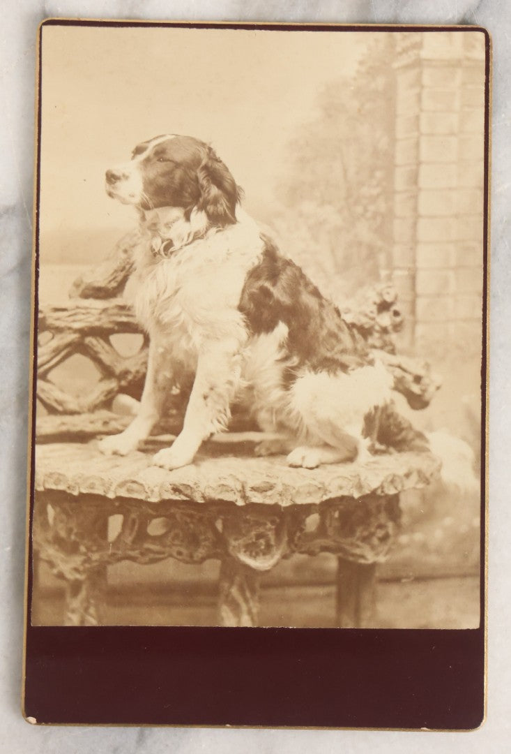 Lot 112 - Antique Cabinet Card Photograph Of Spaniel Dog Seated On Ornate Studio Bench, Photographed By S.G.R., Newburyport, Massachusetts