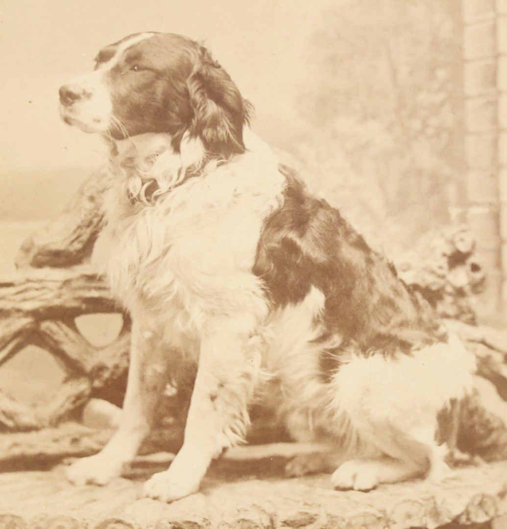 Lot 112 - Antique Cabinet Card Photograph Of Spaniel Dog Seated On Ornate Studio Bench, Photographed By S.G.R., Newburyport, Massachusetts