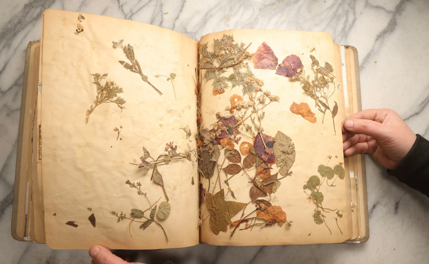 Lot 097 - Antique Scrapbook With Mediterranean, Holy Lands, Egypt, And Algeria Travel Ephemera And Homemade Herbarium Pages, Circa 1911-1912, Note Many Pressed Samples Detached And Broken