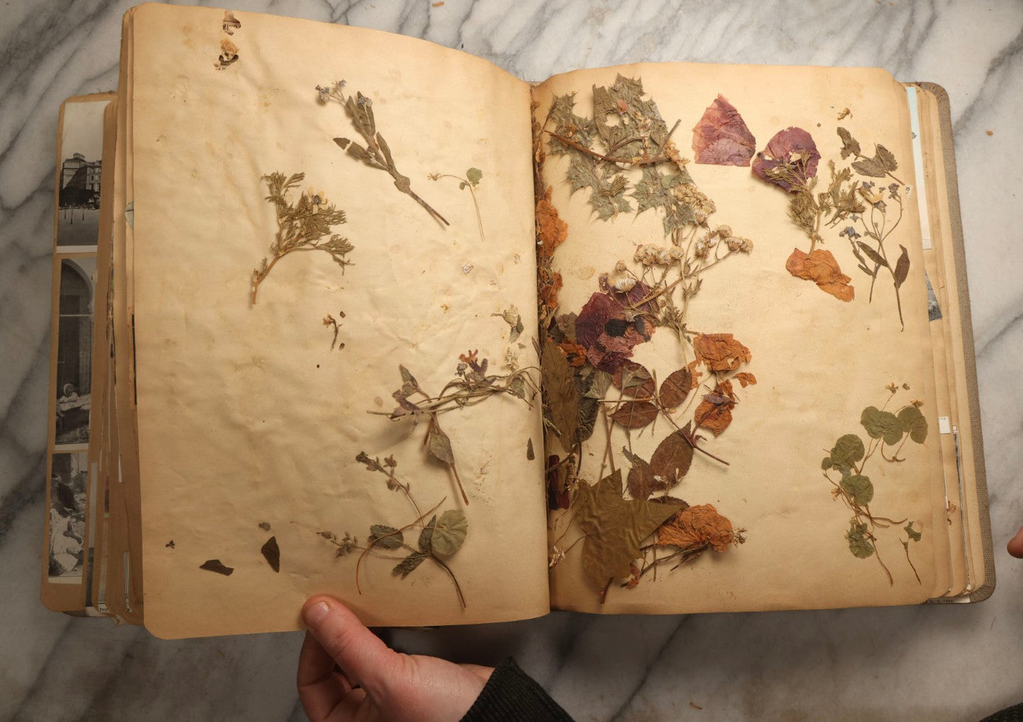 Lot 097 - Antique Scrapbook With Mediterranean, Holy Lands, Egypt, And Algeria Travel Ephemera And Homemade Herbarium Pages, Circa 1911-1912, Note Many Pressed Samples Detached And Broken