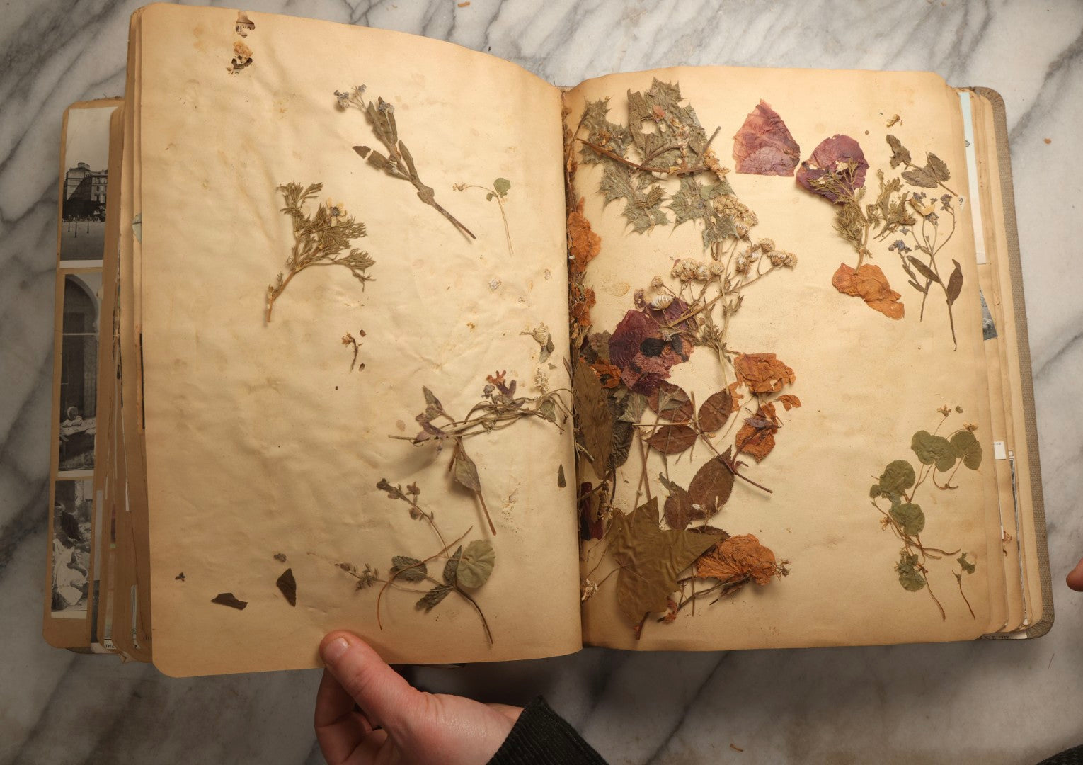 Lot 097 - Antique Scrapbook With Mediterranean, Holy Lands, Egypt, And Algeria Travel Ephemera And Homemade Herbarium Pages, Circa 1911-1912, Note Many Pressed Samples Detached And Broken