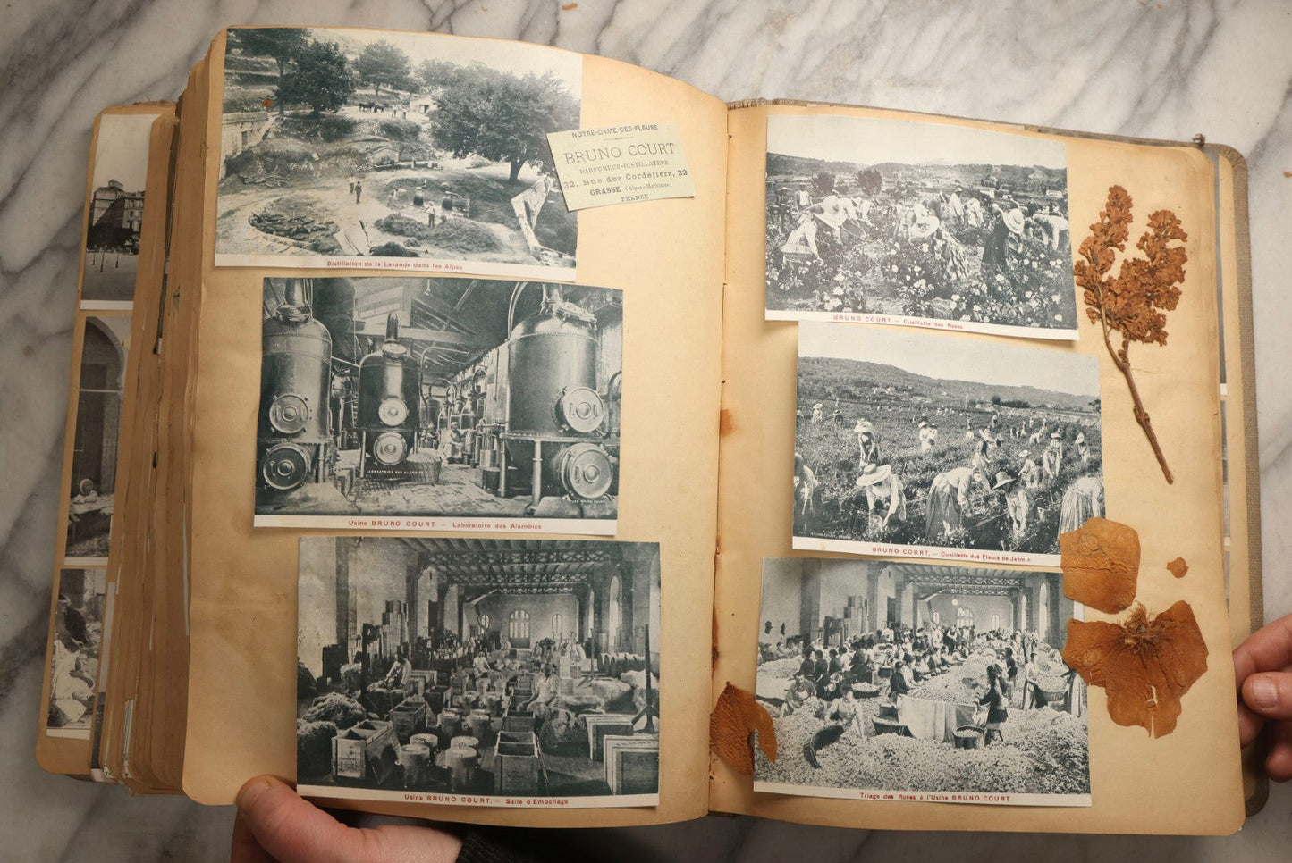 Lot 097 - Antique Scrapbook With Mediterranean, Holy Lands, Egypt, And Algeria Travel Ephemera And Homemade Herbarium Pages, Circa 1911-1912, Note Many Pressed Samples Detached And Broken