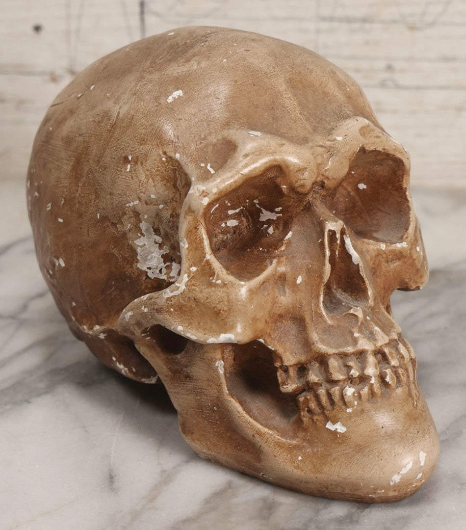 Lot 005 - Antique Chalkware Skull Form Anatomical Model Decorative Object