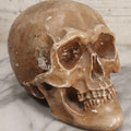 Lot 005 - Antique Chalkware Skull Form Anatomical Model Decorative Object