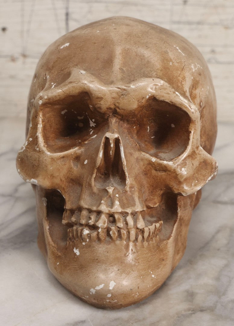 Lot 005 - Antique Chalkware Skull Form Anatomical Model Decorative Object