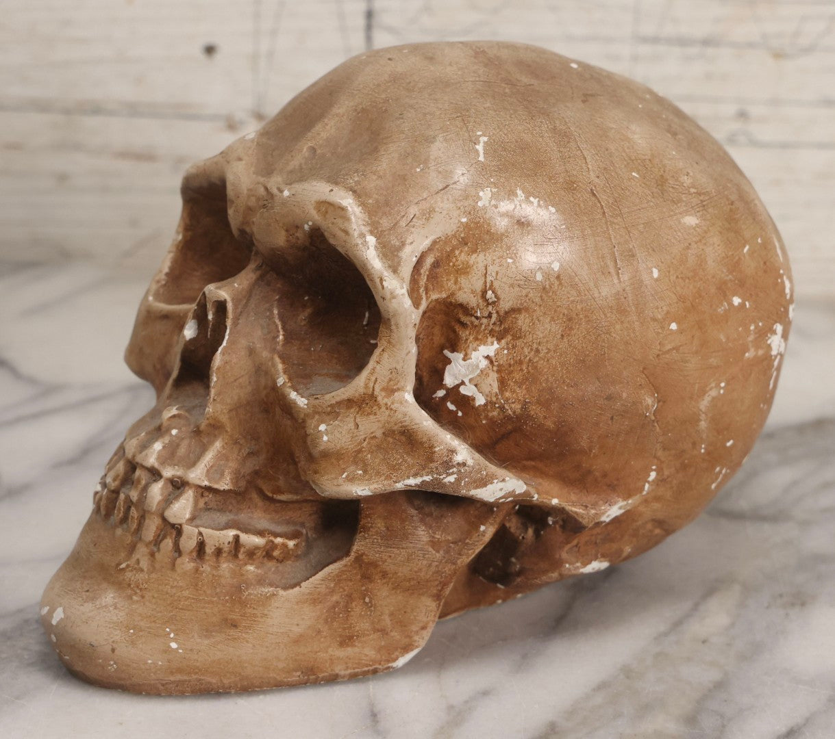 Lot 005 - Antique Chalkware Skull Form Anatomical Model Decorative Object