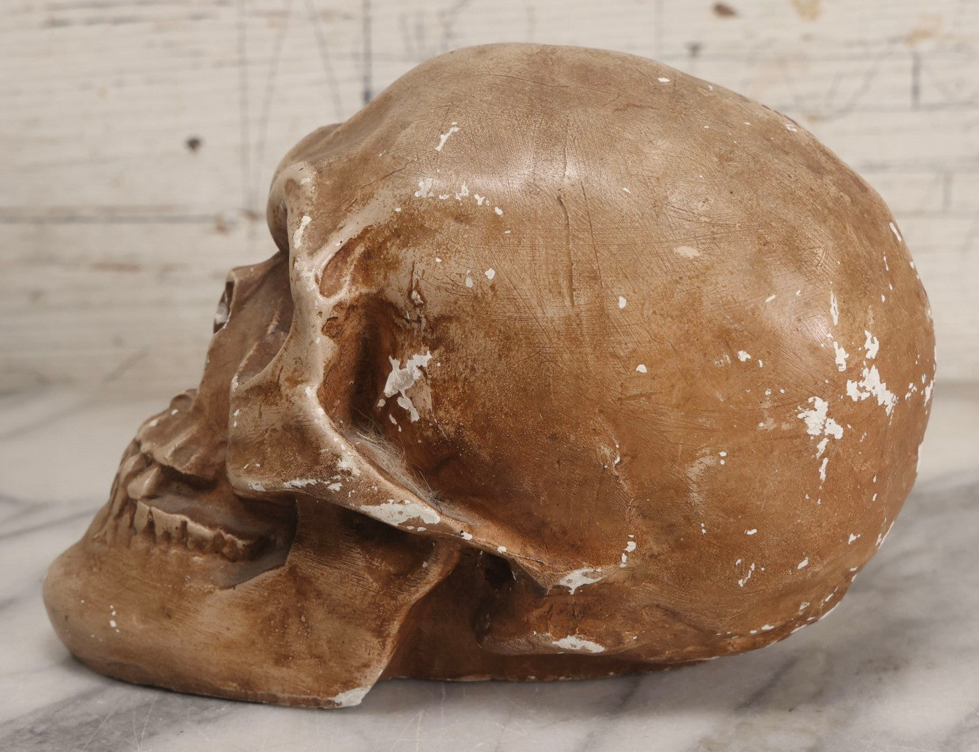 Lot 005 - Antique Chalkware Skull Form Anatomical Model Decorative Object