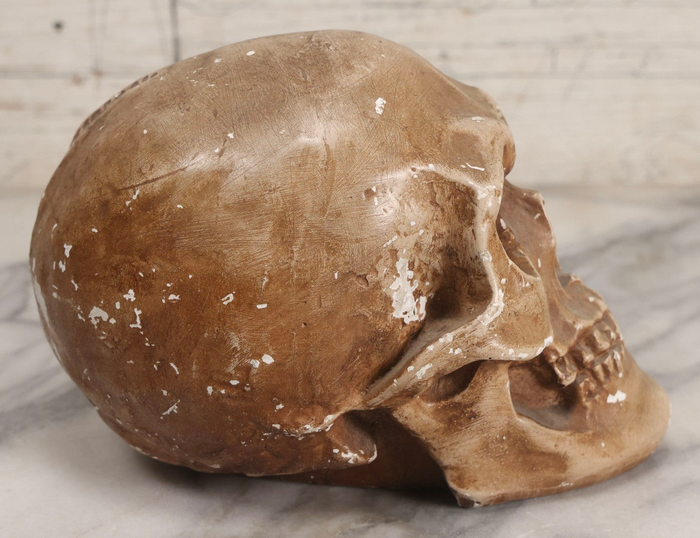 Lot 005 - Antique Chalkware Skull Form Anatomical Model Decorative Object