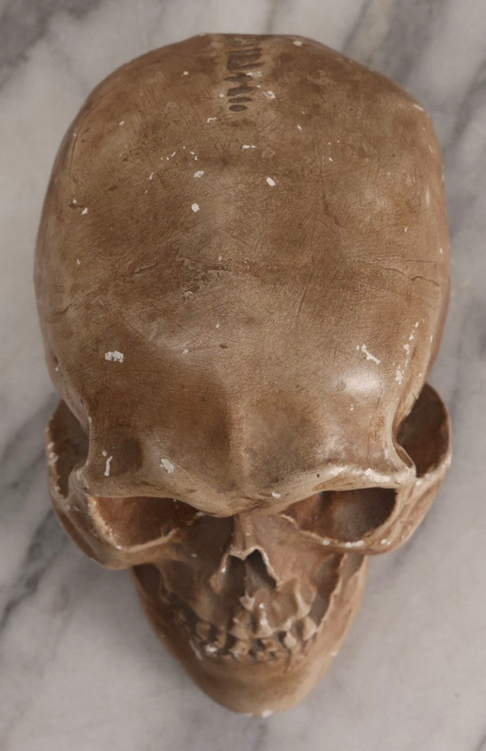 Lot 005 - Antique Chalkware Skull Form Anatomical Model Decorative Object